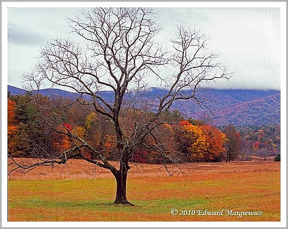 450685   Cades Cove